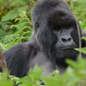  Silverback Gorilla 2, Gahinga (Congo)